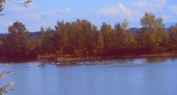 Envol de cormorans